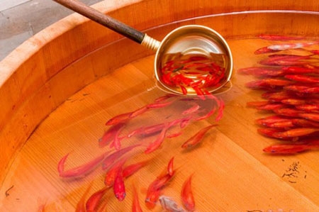 نقاشی ماهی قرمز ژاپنی
