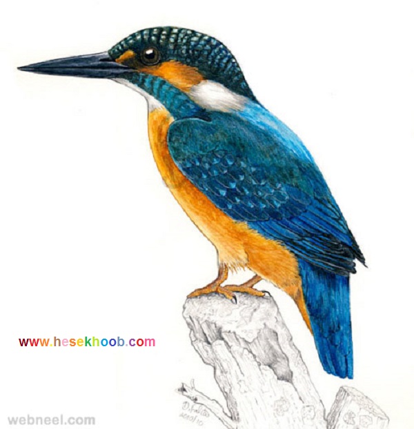 مدل نقاشی با مداد رنگی پرنده