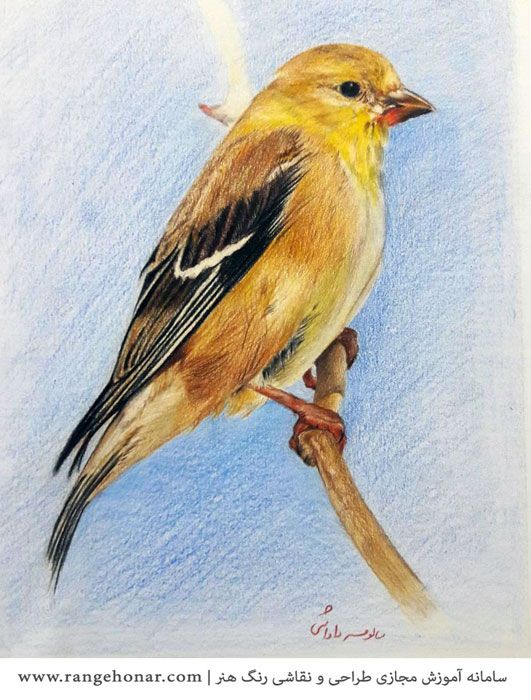 نقاشی مداد رنگی پرنده