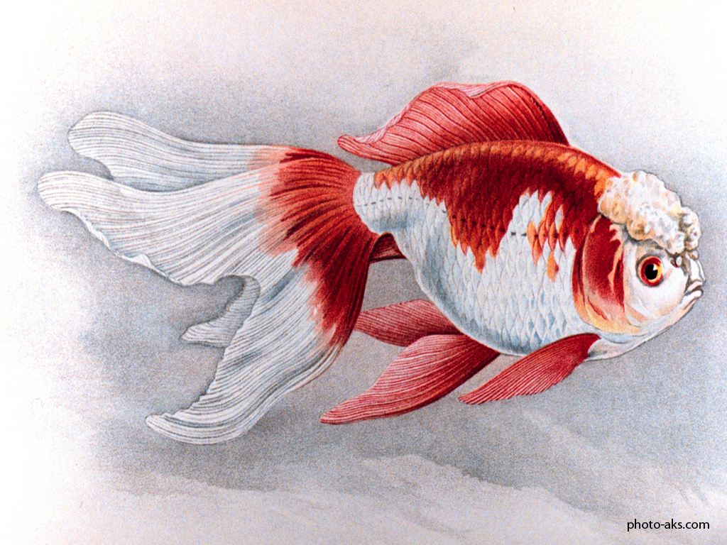 نقاشی ماهی قرمز زیبا
