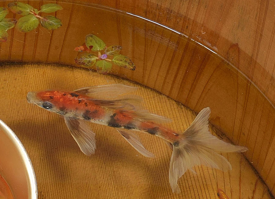 نقاشی ماهی قرمز ژاپنی
