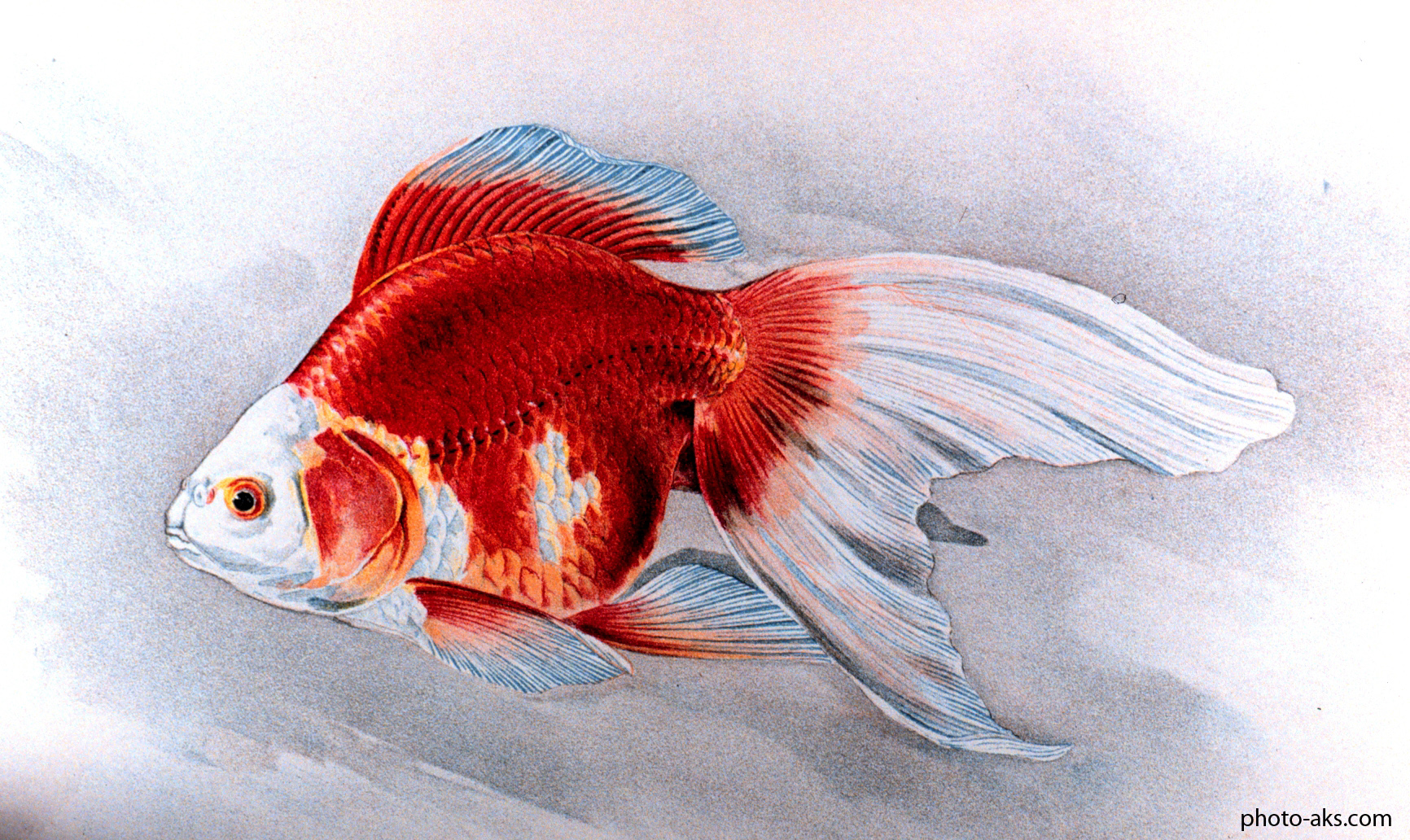 نقاشی ماهی قرمز عید