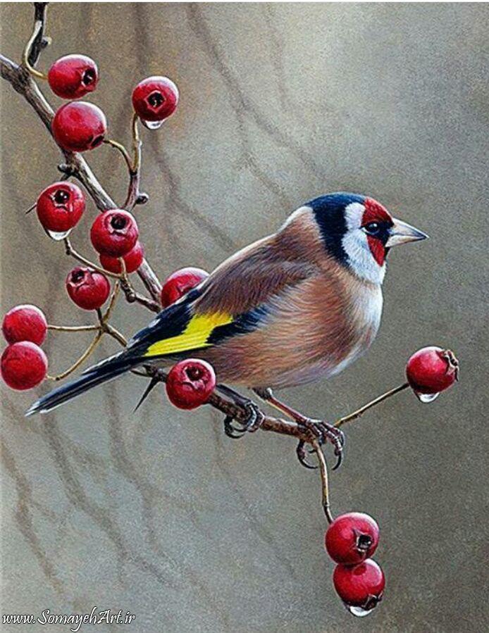 طرح پرنده برای نقاشی با مداد رنگی