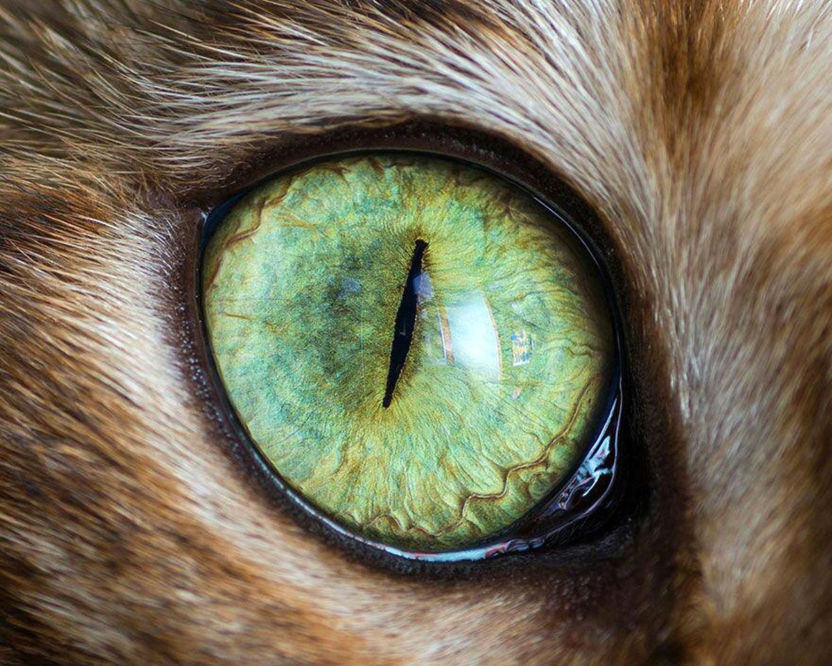 Какие глаза у зверей. Кошачий глаз. Глаза зверя. Глаза животных макро. Макросъемка глаза животных.